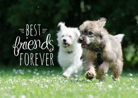 Dieren honden vriendschap