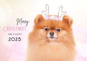 Dieren Kerstkaart - Pomeranian rendier roze