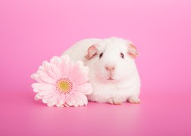 Dierenkaart | Cavia met bloem | Roze