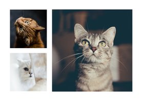 Dierenkaart met 3 foto's van je huisdieren