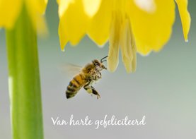 Dierenkaart met vliegende honingbij onder grote gele bloem