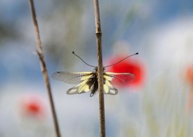 Dierenkaart, vlinder in rust met rustige achtergrond