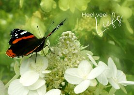 Dierenkaart vlinder op hortensia