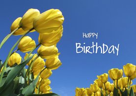 Happy Birthday Gele Tulpen 