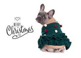 Kerstkaart - Franse Bulldog Kerstboom trui