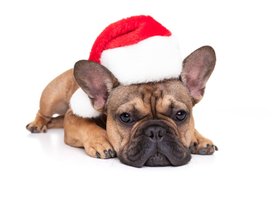 Kerstkaart - Lieve kerst Franse Bulldog met kerstmuts