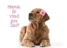 KNGF geleidehond moederdagkaart mama ik vind jou lief