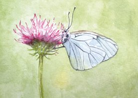 Kunstkaart witte vlinder op distel in aquarel