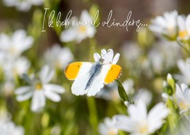 Liefde kaart met een prachtige vlinder op witte bloemen