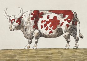 Originele kaart van een roodbonte koe