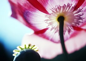 Papaver en roze bloem-isf