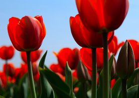 Rode tulpen in bloei