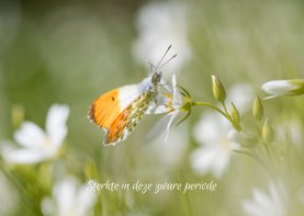 Sterkte kaart met mooie vlinder op witte bloemen