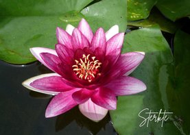 Sterkte roze waterlelie - lotus