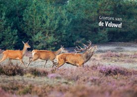 Vakantiekaart groeten van de Veluwe!