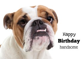Verjaardagskaart - Happy Birthday Handsome - Bulldog