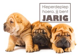 Verjaardagskaart met lieve puppies