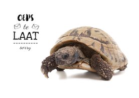 Verjaardagskaart - te laat - schildpad