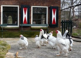 Wenskaart kippen op de boerderij