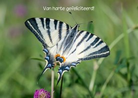 Wenskaart met vrolijke vlinder