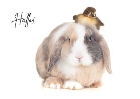 Zomaar kaart - Hallo! Schattig konijn met kuikentje op hoofd