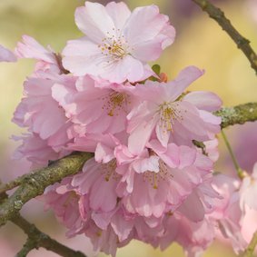 4k roze bloesem van prunusboom