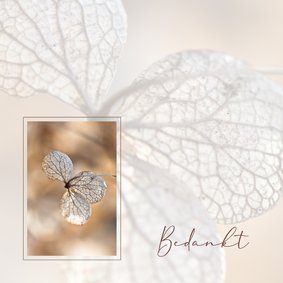Bedankkaart met hortensia sepia
