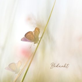 Bedankkaart vlinders-vierkant