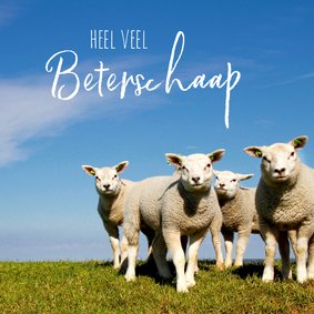 Beterschaap lieve lammetjes