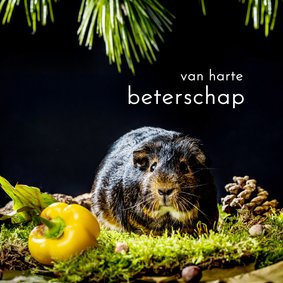 Beterschap cavia met paprika