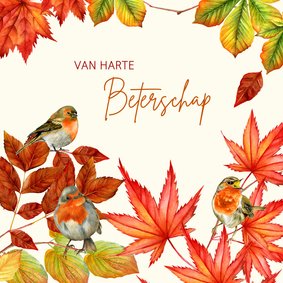 Beterschap herfst roodborstjes