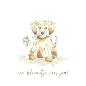 Beterschap - Labradoodle met bloem