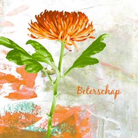 Beterschap oranje chrysant