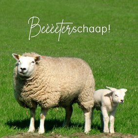 Beterschap Schaap met lammetje