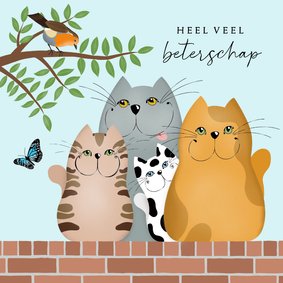 Beterschapskaart katten op een muurtje