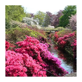 Bloemen Rododendron pracht