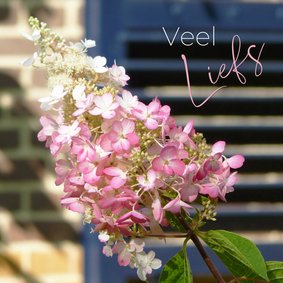 Bloemenkaart - Hortensia in de tuin