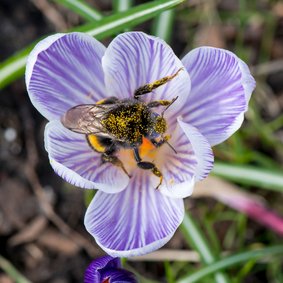 Bloemenkaart met paarse crocus en een mooie hommel