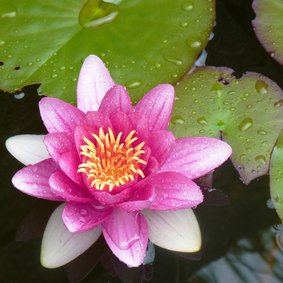 Bloemenkaart  roze waterlelie