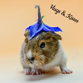 Cavia Hugs & Kisses
