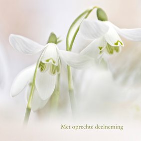 Condoleance sneeuwklokjes kleur