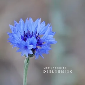 Condoleancekaart korenbloem met oprechte deelneming