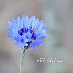 Condoleancekaart korenbloem met oprechte deelneming