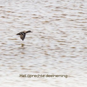 Condoleancekaart met vliegende eend op zee