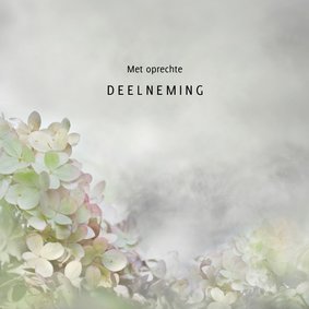 Deelneming met hortensia