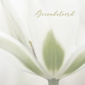 Deelneming met witte tulp