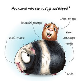 Dierenkaart Anatomie van een Cavia