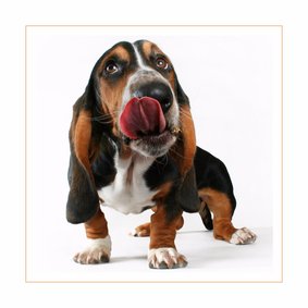 Dierenkaart Basset Hound