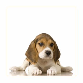 Dierenkaart beagle Puppy