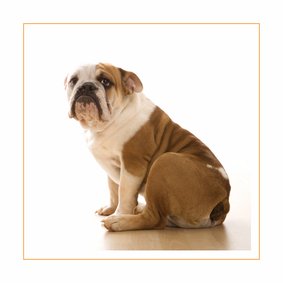 Dierenkaart Engelse bulldog